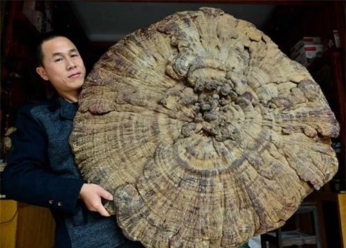 Phát hiện 'nấm bất tử' khổng lồ ở Trung Quốc