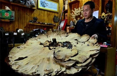 Phát hiện 'nấm bất tử' khổng lồ ở Trung Quốc