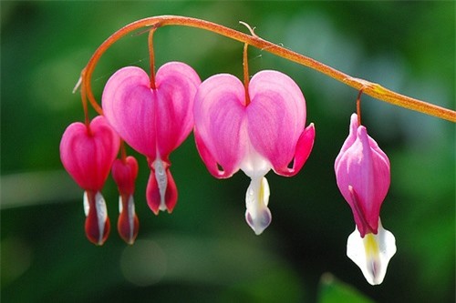 10 loài hoa đẹp