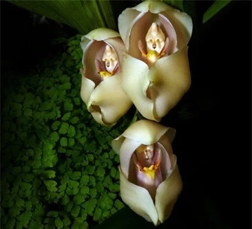 10 loài hoa đẹp mà kì lạ nhất thế giới - 10