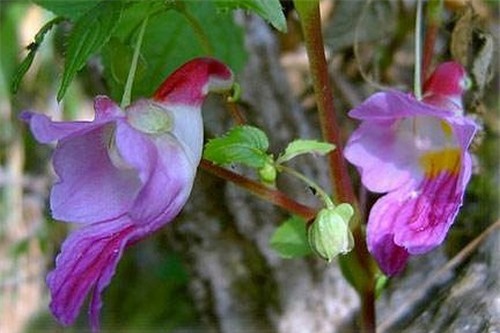 Những loài hoa đẹp và độc nhất thế giới