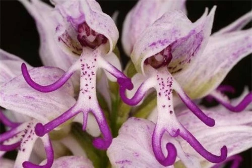 10 loài hoa đẹp mà kì lạ nhất thế giới - 7