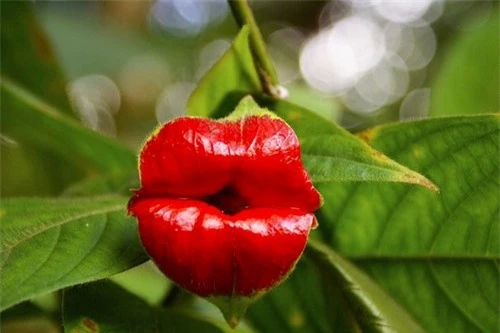 10 loài hoa đẹp mà kì lạ nhất thế giới - 9