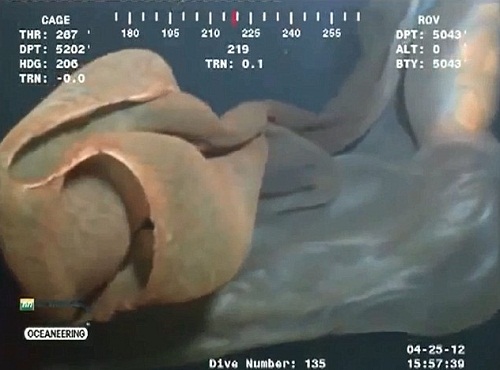 Sinh vật kỳ dị trôi nổi gần giàn khoan dầu