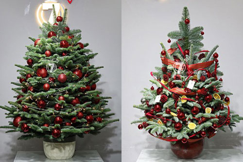 Thông Noel 'đi máy bay' về Việt Nam, 30 triệu đồng/cây vẫn cháy hàng