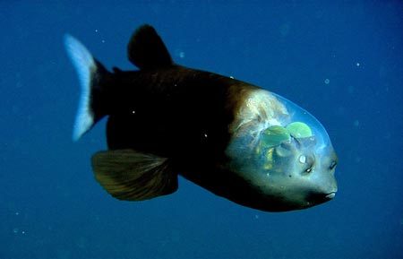 Cận cảnh các "quái vật biển" dị thường nhất thế giới