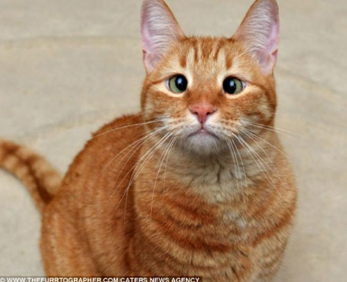 Những động vật 'quái chiêu' đáng yêu nhất thế giới