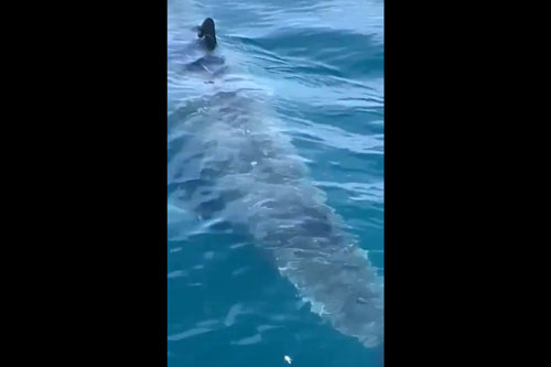 Rùng mình khi thấy 'quái vật biển' khổng lồ lượn lờ sát thuyền