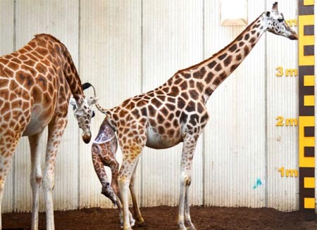 Khám phá một ca sinh nở của hươu cao cổ