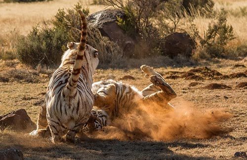 Xem hổ cái tử chiến giành lãnh thổ