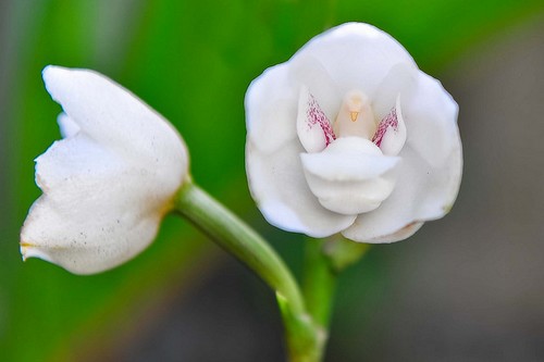 Top 10 loài hoa đẹp nhưng kì lạ nhất thế giới