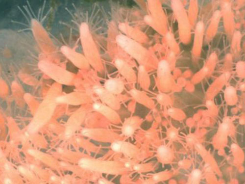 Bí ẩn về sinh vật bất tử, trẻ mãi không già