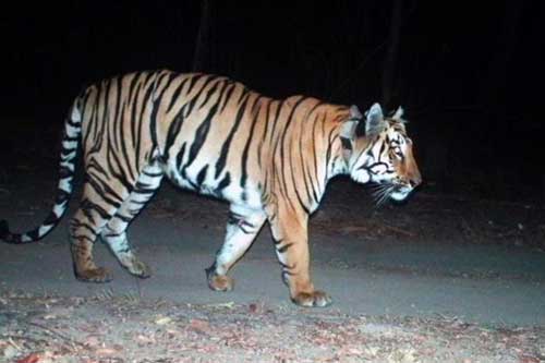 Hổ Ấn Độ vượt hành trình dài kỷ lục hàng nghìn km để tìm bạn tình