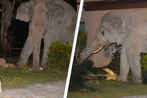 Ngược đời chuyện mèo đuổi voi giữa đời thực