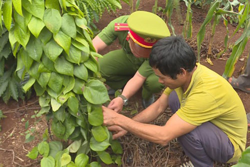Đắk Lắk: Nghi án người đàn ông đào, chặt cây của dân… mang về rẫy mình trồng