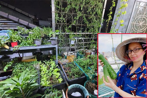Khu vườn rau quả sạch trên sân thượng biệt thự của Cẩm Ly