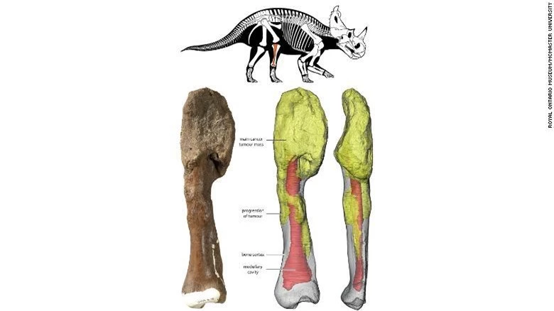 Khủng long cổ xưa mắc ung thư xương, thứ bệnh tưởng chỉ có ở con người