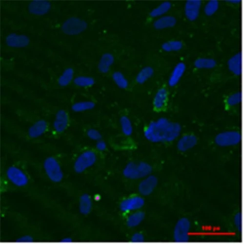 Tạo tế bào chức năng gan từ tế bào gốc của người và chuột - 1