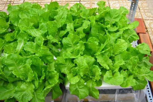 Cách chăm sóc rau mùa mưa tươi xanh, không bị úng rễ