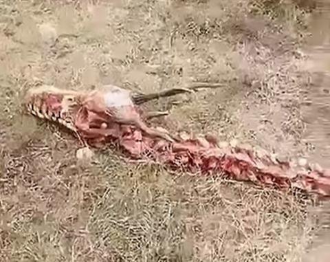 Phát hiện bộ xương con rồng dài 18m ở Trung Quốc?