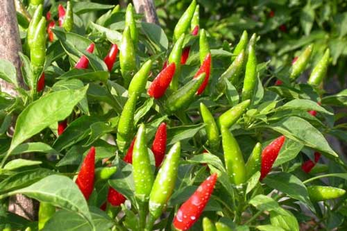 Lá ớt tưởng bỏ đi nhưng lại cực kỳ tốt cho sức khỏe