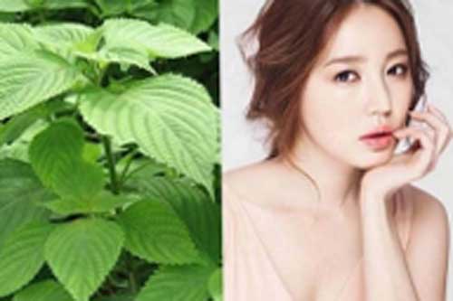 6 tác dụng của cây kinh giới trong làm đẹp và chữa bệnh