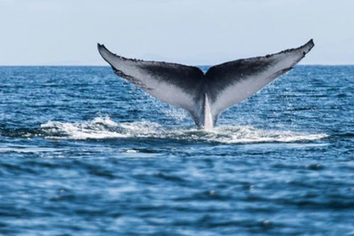 Cá voi xanh - động vật mạnh nhất trong các động vật