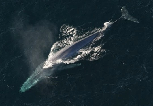 Lộ diện loài cá voi mạnh nhất thế giới - ảnh 1