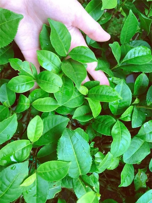 Cây trà do Elly trồng. Những lá trà non sẽ được Elly sử dụng để làm trà uống, giúp chống oxy hóa, làm đẹp da.