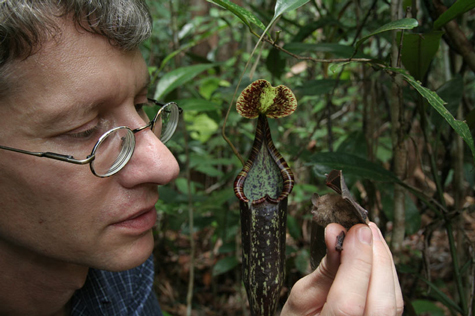 Loài dơi chọn cây nắp ấm làm nhà