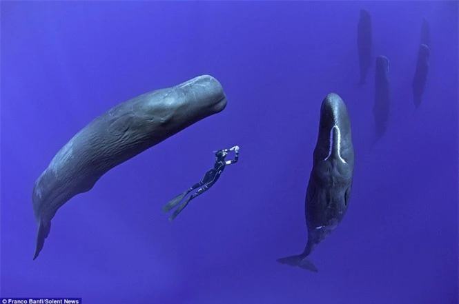 Một mình “đột nhập” hang ổ cá voi khổng lồ  - ảnh 3