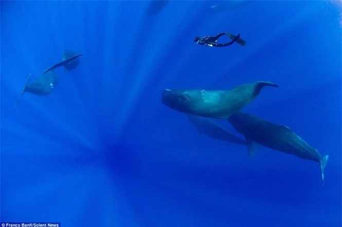 Một mình “đột nhập” hang ổ cá voi khổng lồ  - ảnh 5