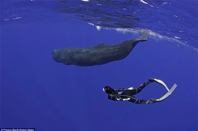 Một mình “đột nhập” hang ổ cá voi khổng lồ  - ảnh 6