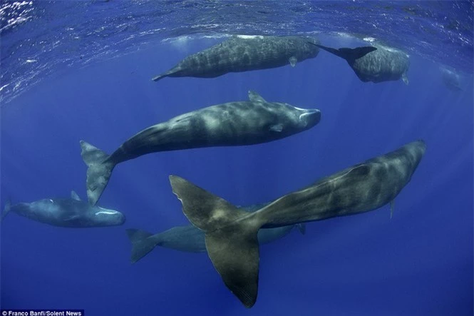 Một mình “đột nhập” hang ổ cá voi khổng lồ  - ảnh 7