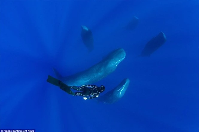 Một mình “đột nhập” hang ổ cá voi khổng lồ  - ảnh 8