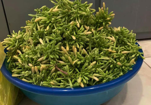 Hoa &#x111;u &#x111;&#x1EE7; &#x111;&#x1EF1;c: T&#x1EEB;ng l&#xE0; th&#x1EE9; v&#x1EE9;t &#x111;i, nay th&#xE0;nh h&#xE0;ng hi&#x1EBF;m, b&#xE1;n ti&#x1EC1;n tri&#x1EC7;u