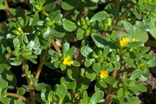 Những lợi ích của rau sam đối với sức khỏe