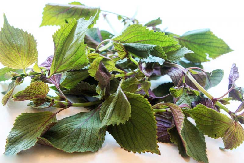 Da sần sùi, đốm đen chi chít cũng trắng mịn hồng hào nhờ dùng lá tía tô theo cách này