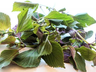 Da sần sùi, đốm đen chi chít cũng trắng mịn hồng hào nhờ dùng lá tía tô theo cách này