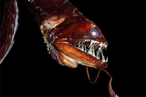 5 loài sinh vật ở đáy biển có thể khiến bạn gặp ác mộng khi gặp chúng