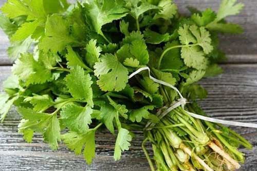 Mua nhiều rau mùi, đừng cho ngay vào tủ lạnh, thêm vài bước nữa để nửa năm vẫn xanh tươi