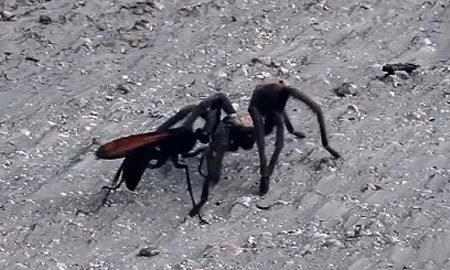 Ong vò vẽ dùng đòn hiểm hạ gục nhện "khủng"