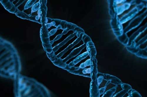 Tiêu diệt tế bào ung thư bằng công cụ chỉnh sửa gien