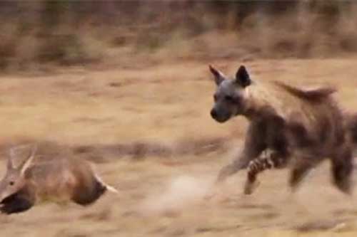 Lợn đất quý hiếm khiến linh cẩu đói ôm hận