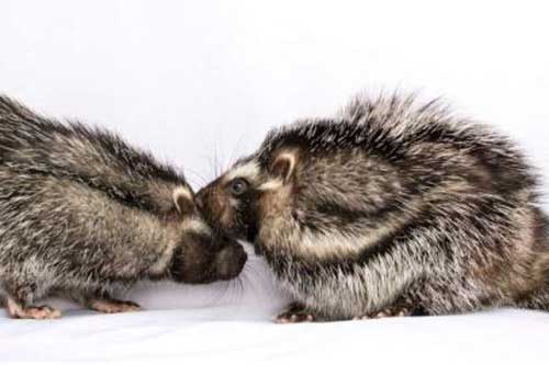 Bí ẩn loài chuột có thể giết chết cả voi