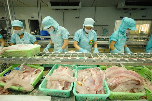 Khó khăn vẫn bủa vây cá tra sang Trung Quốc