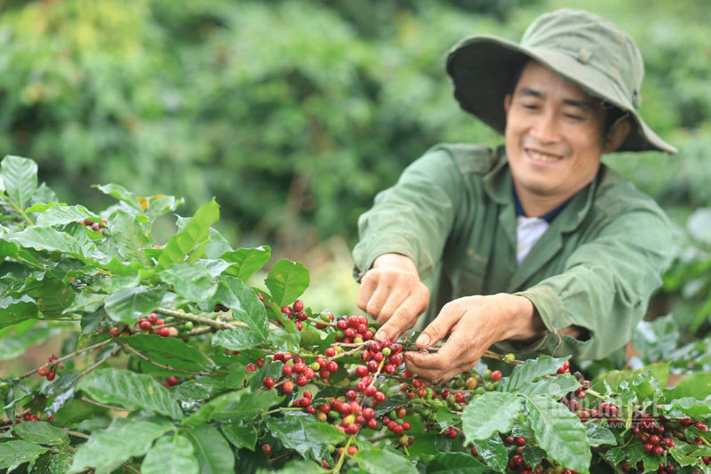 Ngày cà phê Việt Nam lần 4/2020: Nơi hội tụ của nhiều doanh nghiệp cà phê hàng đầu