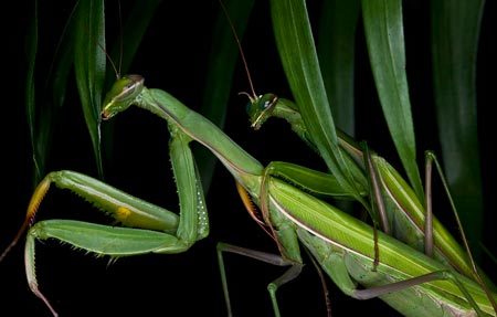 Màn giao phối tàn độc của bọ ngựa cái