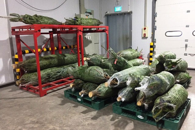 Cây thông thật đắt hàng, đồ trang trí hút khách mùa Giáng sinh