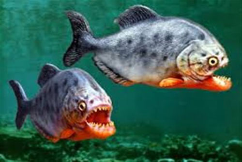 CLIP: Chiến thuật săn mồi 'có một không hai' của cá hổ Piranha